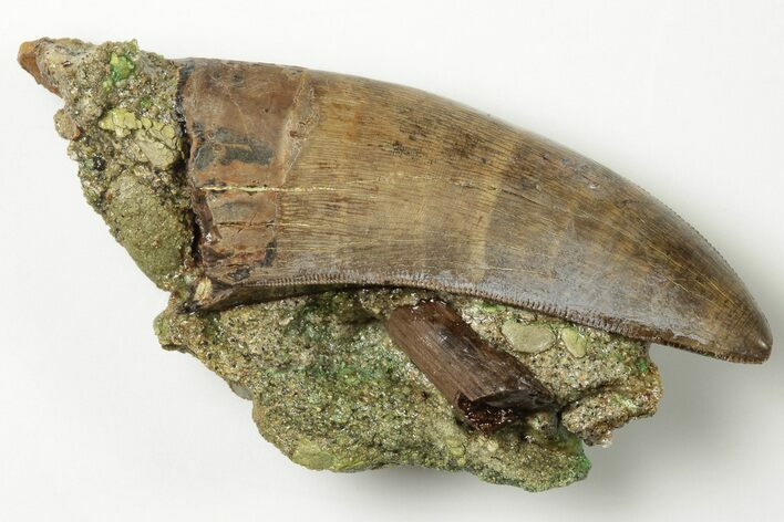 Exceptional, Serrated, Tyrannosaur Tooth - Judith River Formation #200257